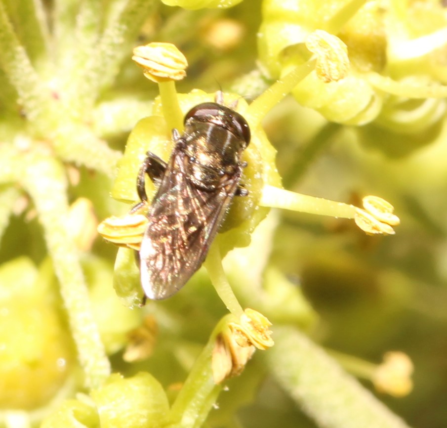 Zwiebelschwebfliege, Eumerus spec.